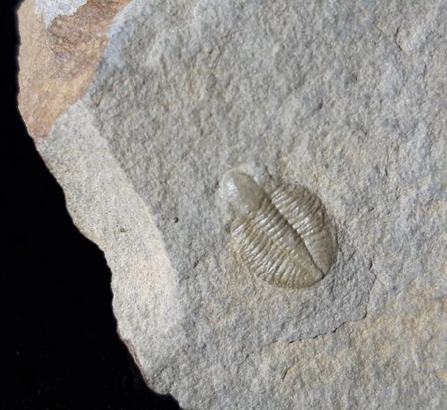 Ogyginus corndensis (MURCHISON 1839) - Bild © FossNet FossilienStore